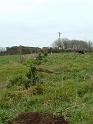 Planting Trees 019